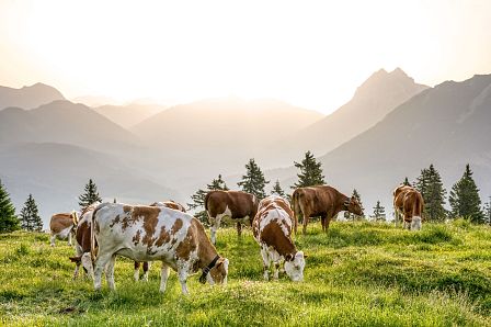 Achensee Tourismus_Kühe am Plattl Cattle on the Hochplatte