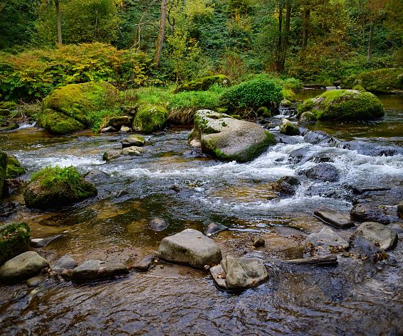 Mühlviertel_Wald-Bach-AdobeStock_463965112