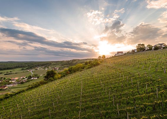 weinberge-sonnenuntergang-adobestock-201201409-3