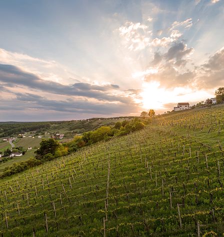 weinberge-sonnenuntergang-adobestock-201201409-4